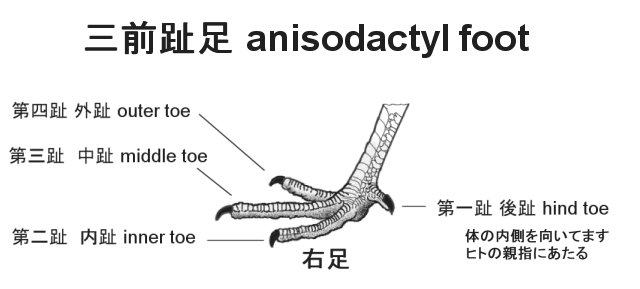 anisodactyl_foot