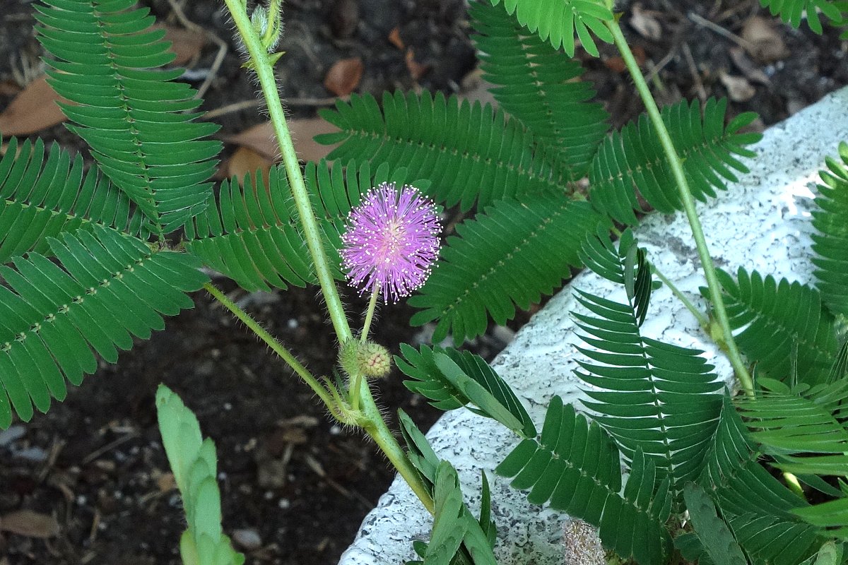 オジギソウの花が咲きました Medaichiのブログ