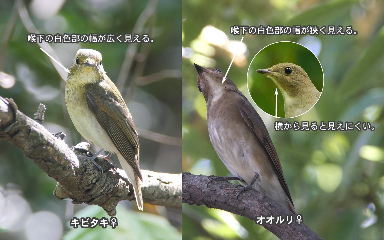 人に聞けない オオルリ キビタキ Medaichiのブログ