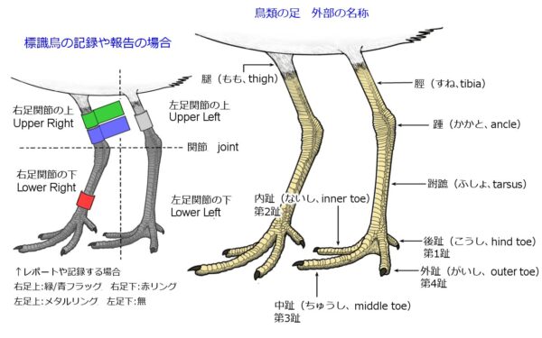  大阪南港野鳥園ウェブサイト管理人室 Illustration 