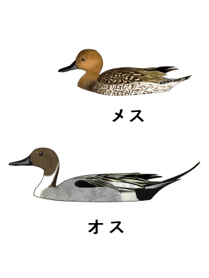 web_guide_onagagamo.jpg